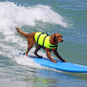 Catching Waves Reflective Dog Life Jacket