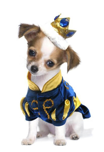 Prince Charming Dog Costume