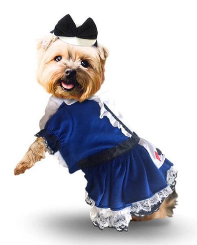 Alice Dress Dog Costume